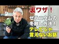 [コンプリート！] ヒューケラ 冬 枯れる 334209-ヒューケラ 冬 枯れる