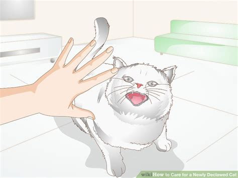 care   newly declawed cat  steps  pictures