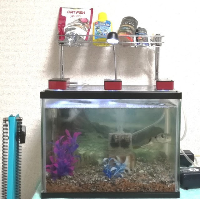 100均で準備 水槽設備を整えてみました アクアリウム 蒼葉 S ブログ 海釣り ゲーム実況 Youtube