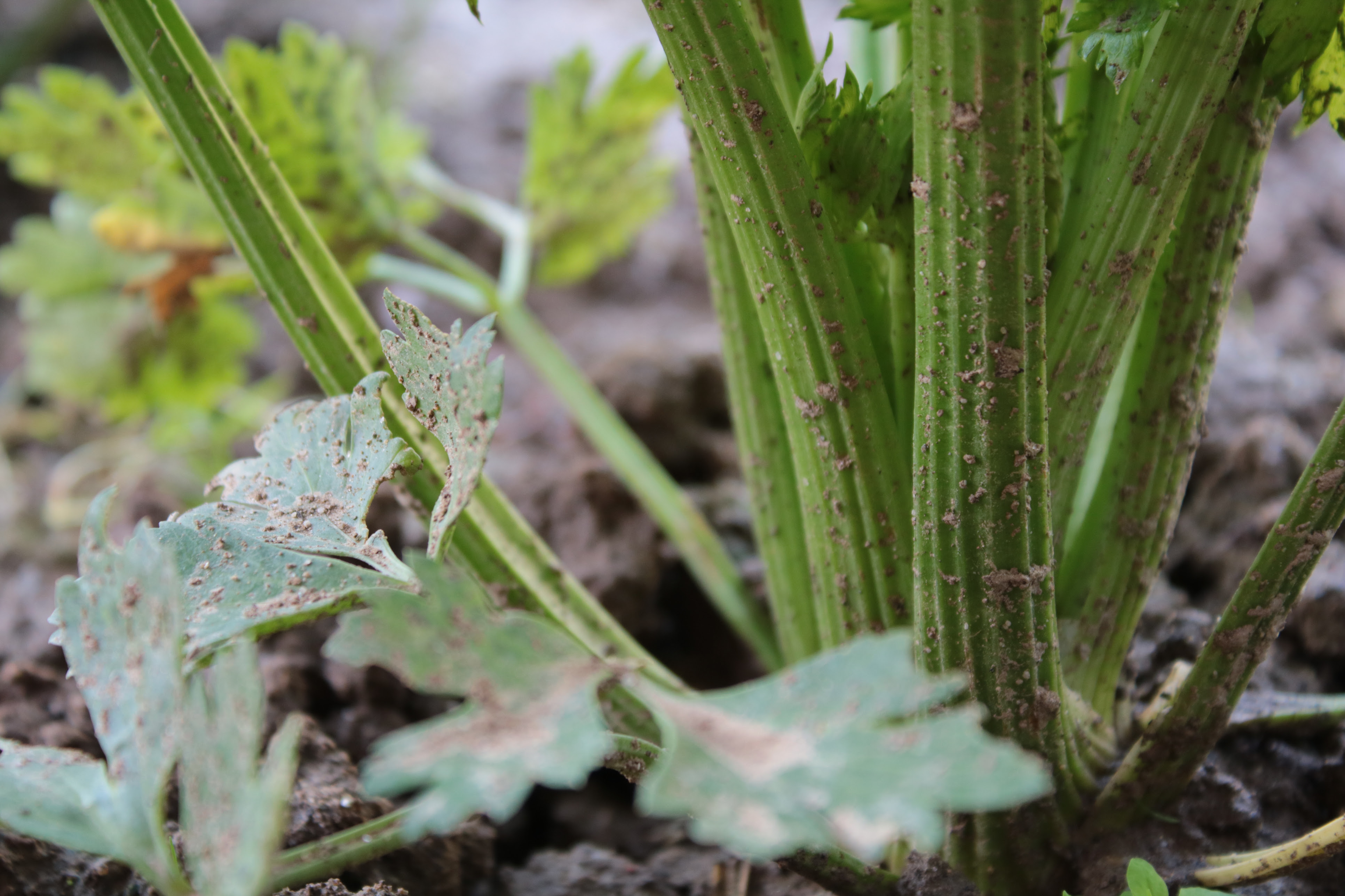 10 Foods you can Regrow from Scraps | Gardening | LookLocalWA