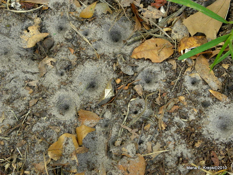 Ant Lions