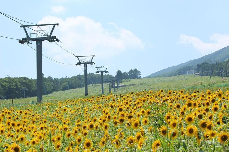 ゲレンデが一面黄色に 岐阜県高山市 アルコピアひまわり園 岐阜県 Lineトラベルjp 旅行ガイド