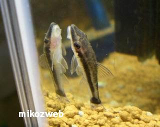 オトシンクルス ヴィッタートス 水槽掃除 苔とりをする魚 Mikozweb