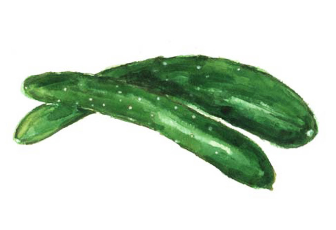 水彩画ギャラリー 野菜の数々を掲載 高塚由子の食材 食べ物 素材集