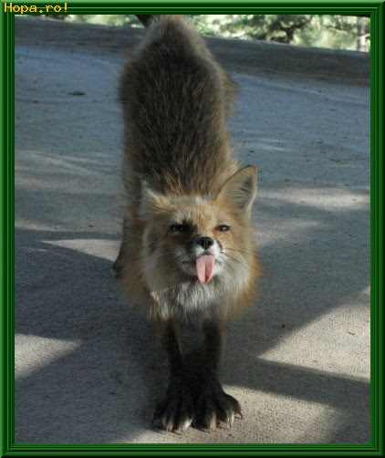 Buna Dimineata Poze Haioase Animale Hopa Ro