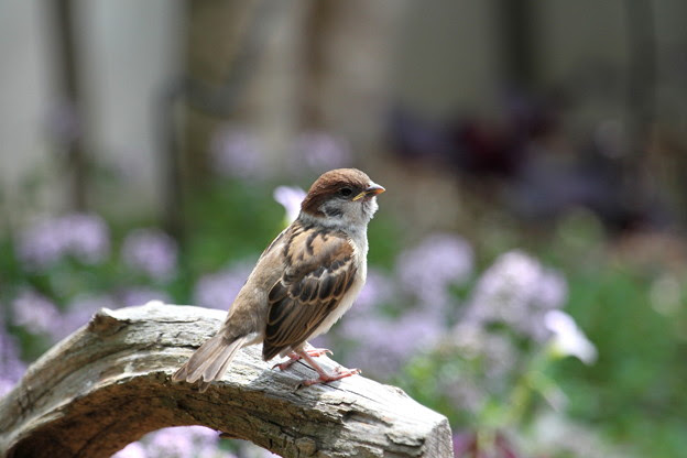 スズメ幼鳥 3 Img 4855 写真共有サイト フォト蔵