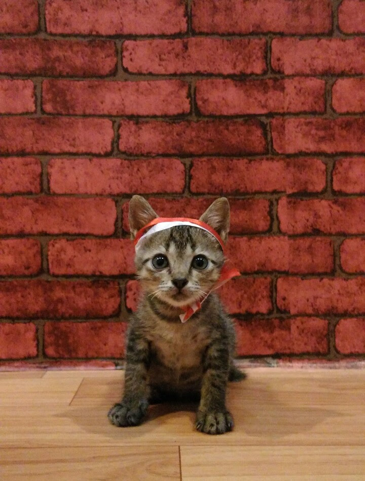 Parade Kucing Kemerdekaan  Kucing Lucu Net