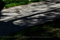 SQUI...err... Chipmunk!