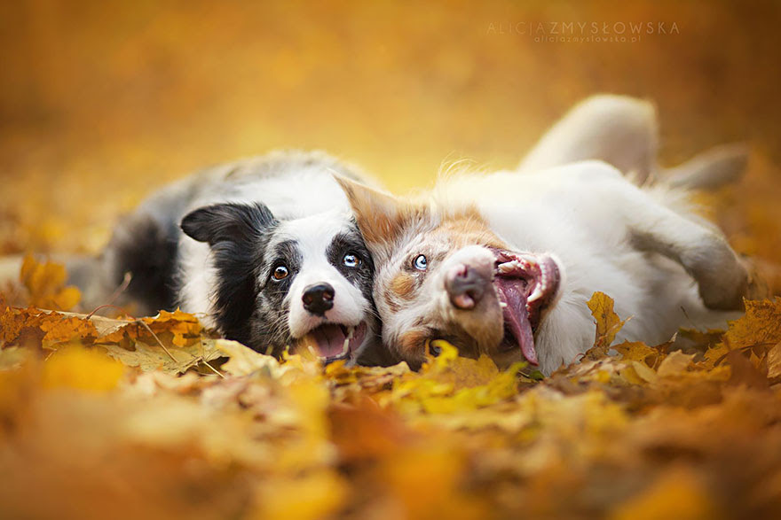 dog-photography-alicja-zmyslowska-27