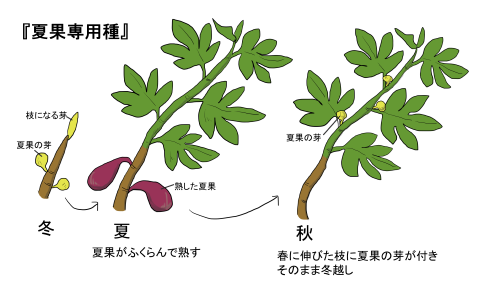 イチジクの育て方 ヤサシイエンゲイ