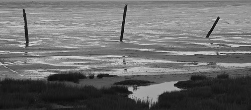 mud bay -black and white
