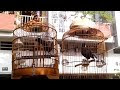 Kỹ Thuật Nuôi Chim Khướu Chuẩn Nhất Cho Người Mới Tập Nuôi