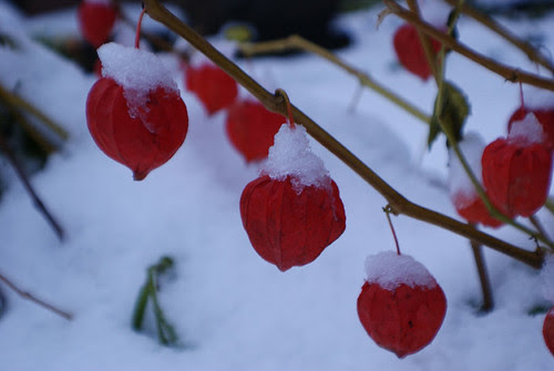 Red flowers, graveyard