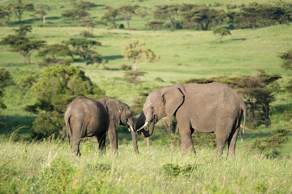 Elephants on Safari in Kenya 