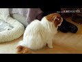 √完了しました！ 猫 カフェ mimi 142781-猫カフェ みみ