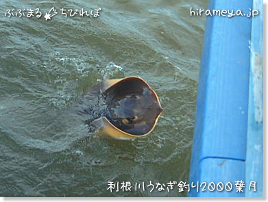 ぶぶまるれぽ 復刻版 利根川うなぎ釣り00葉月 千葉県東庄町 佐助
