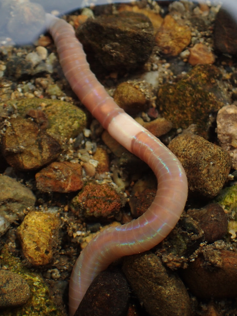 River Walkブログ ミミズは水中で恋をする River Walk