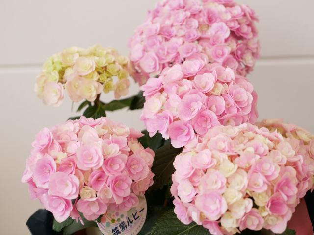 母の日にドライブスルー 全国発送で紫陽花 あじさい インテリアグリーンとギフト プランツコーディネイトのアジアック