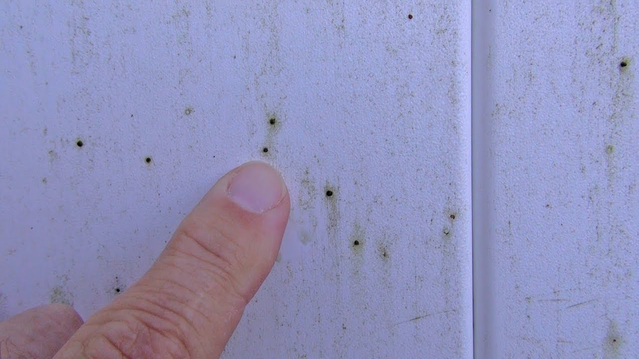 how fungus car remove to Artillery and My on Your Landscape Fungus Black Dots how fungus car remove to Artillery and My on Your Landscape Fungus Black Dots