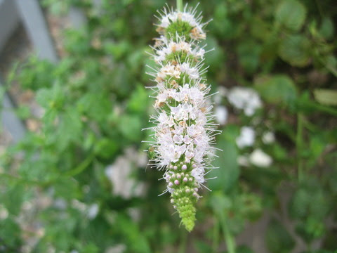越後oyajiの Echigo良い処 ペパーミントの花