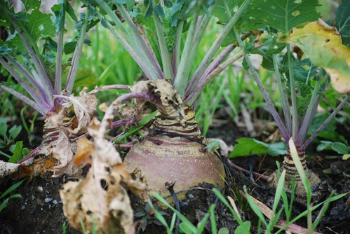 gilfeather turnips