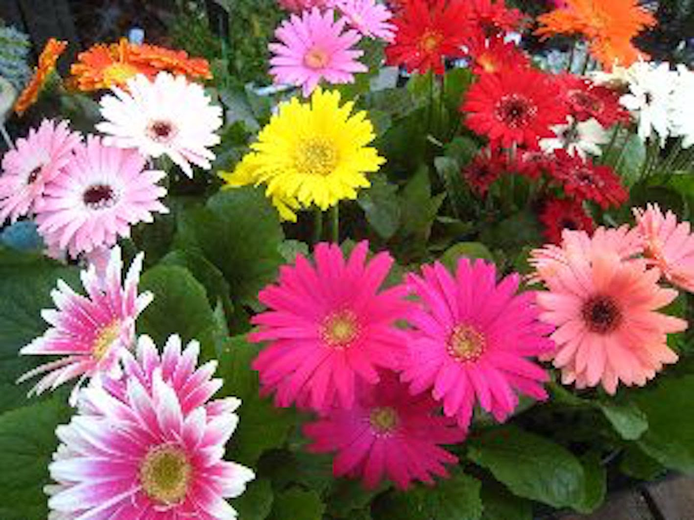 ガーベラの花束に組み合わせる花は何がいい 植物navi