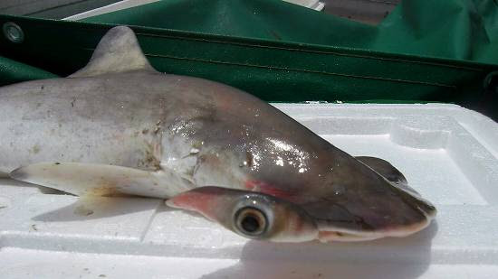 ハンマーのカタチをしたサメ アカシュモクザメ しまなみ海中散歩 しまなみ人