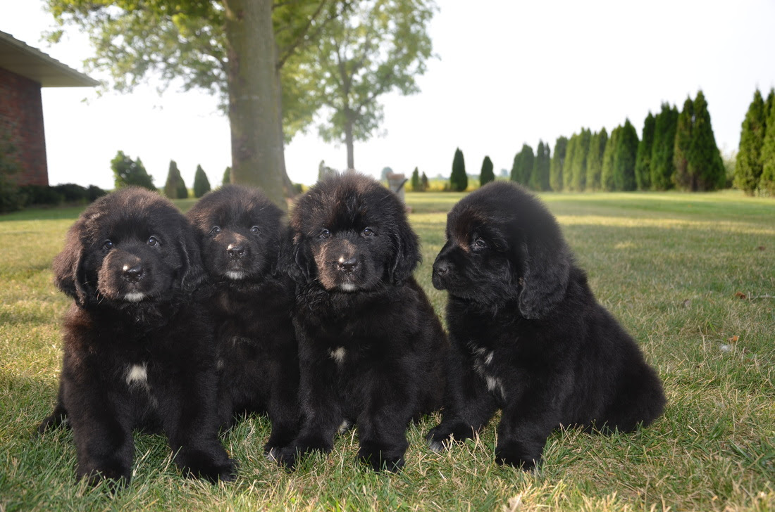 Some Day Newfoundlands Newfoundland Puppies