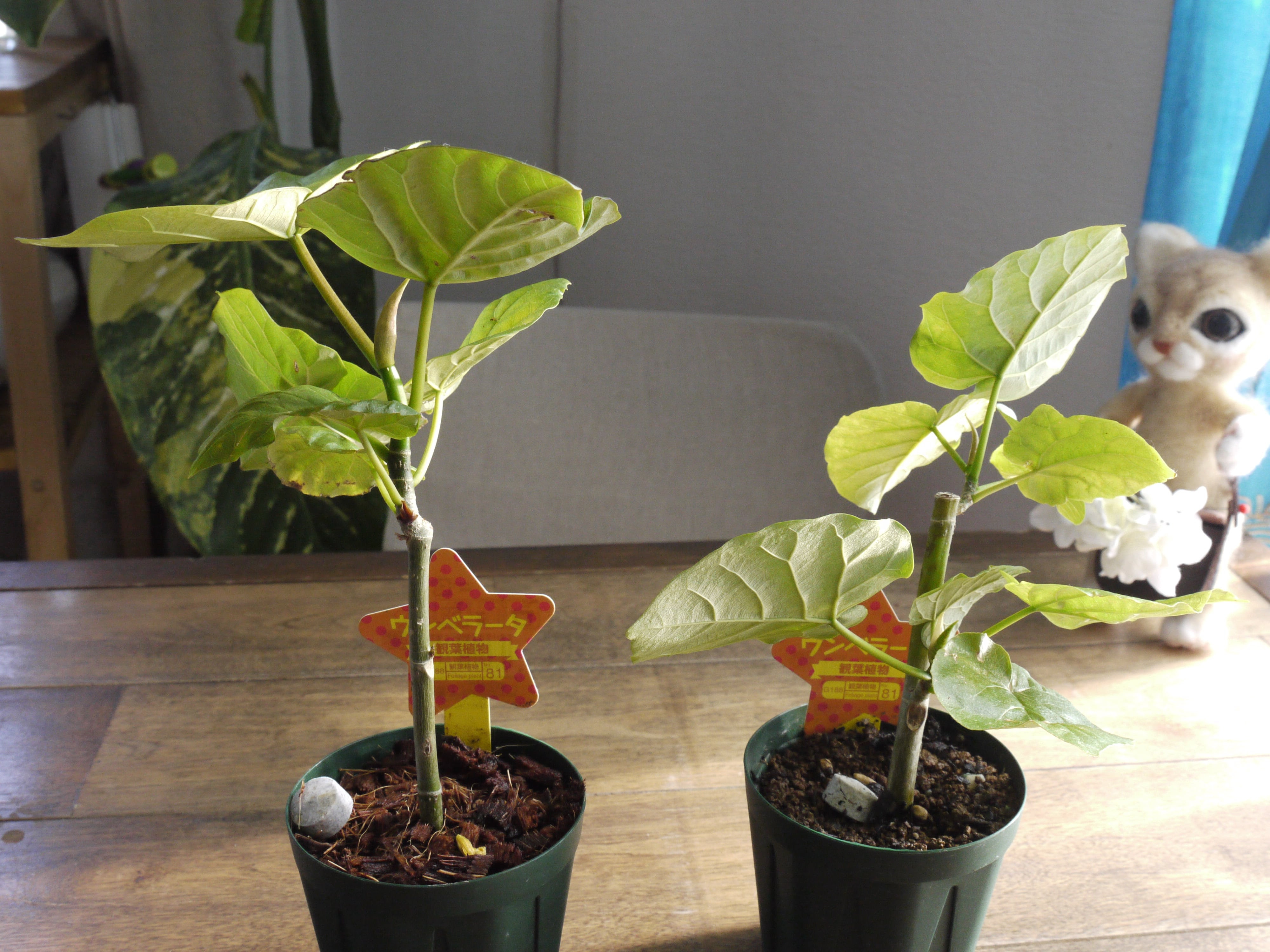 フィカス ウンベラータの育て方と育成記録 ぴすけの庭