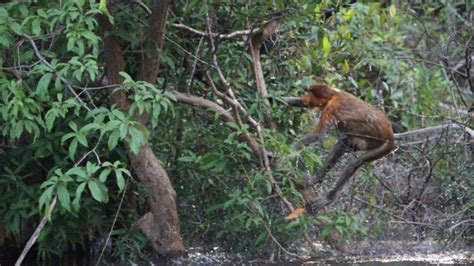 pengelolaan ekowisata desa malemba berbasis masyarakat