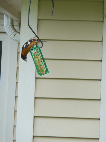 Black Headed Grosbeak