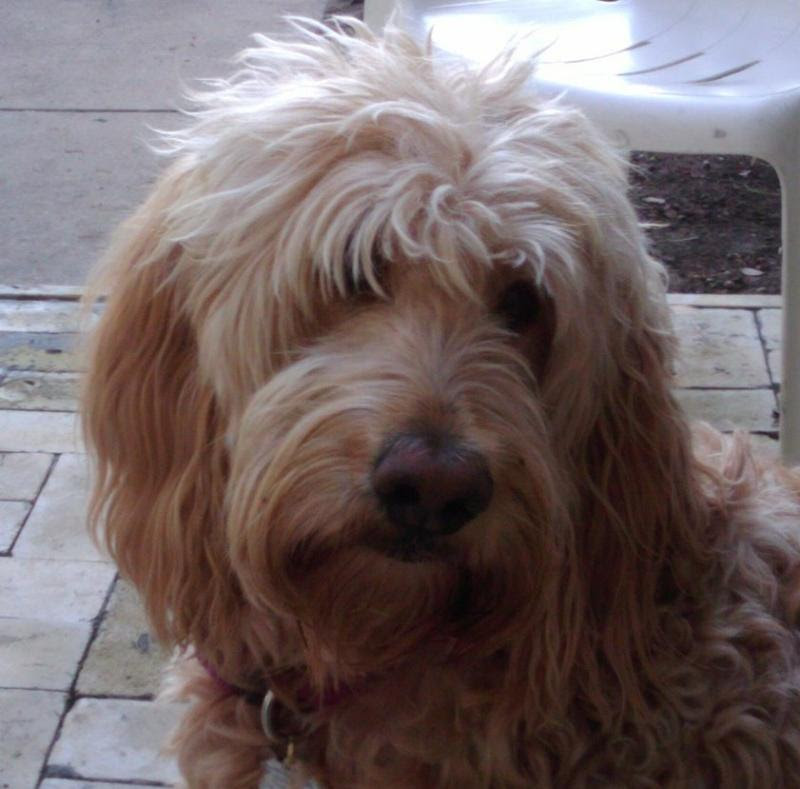 black goldendoodle pictures. Dakota - Golden Doodle