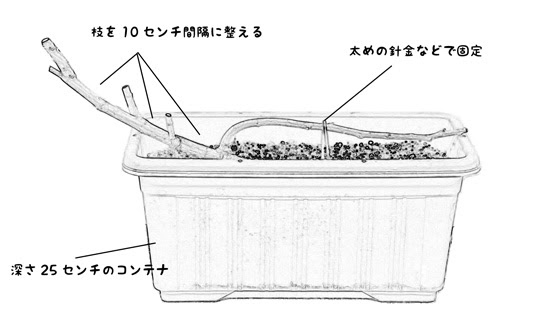 イチジクの育て方