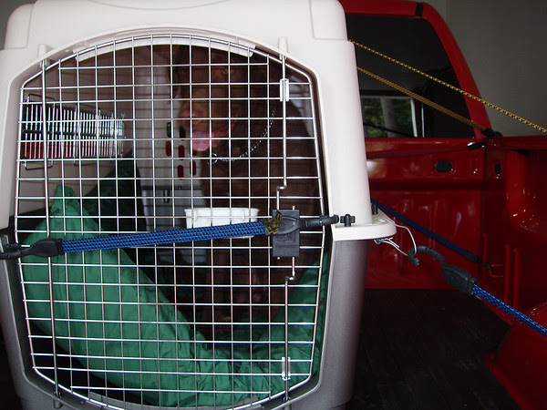 My favorite way to travel!  Silly Momma's afraid my crate will fall out I guess!