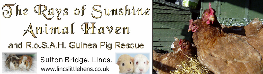 RoSAH Rescue Blog