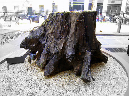 Saint Paul's Churchyard in Manhattan by Edna Barney