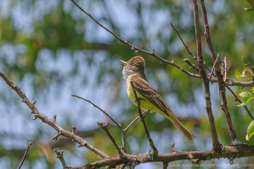 Observing Great Crested Flycatchers often involves looking high up in ...
