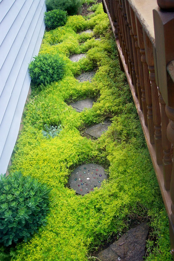 creeping sedum garden pathways plant
