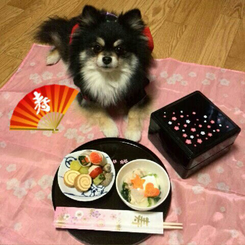 ペットブームならでは ワンちゃんのための高級おせちがとても豪華だと話題に 犬の総合情報サイト ペットスマイルニュースforワンちゃん