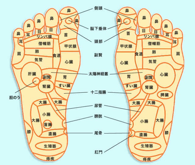足 つぼ 図 プロジェクト ニュース