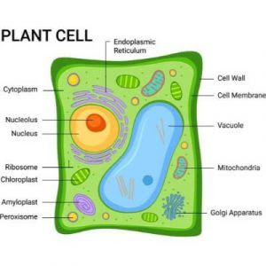 Difference Between Plant Cell and Animal Cell for Class 9 ...