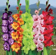 Koleksi Istimewa 21+ Pengertian Bunga Gladiol