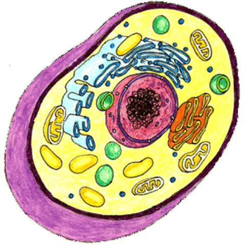 Cell Theory timeline | Timetoast timelines