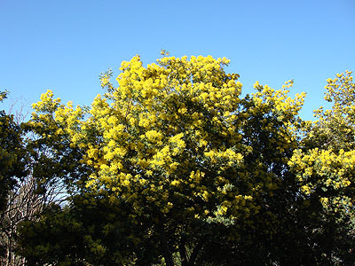 mimosas sous le soleil.jpg