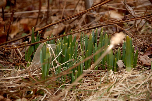 Daffies