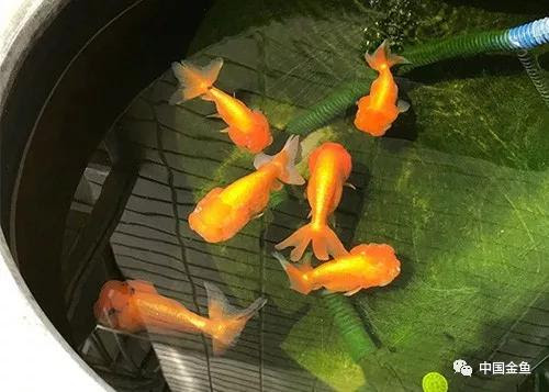 家庭饲养金鱼攻略之 金鱼的养水之道 新水