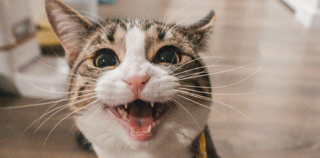 Il Est Probable Que Votre Chat Mange Votre Cadavre Slate Fr