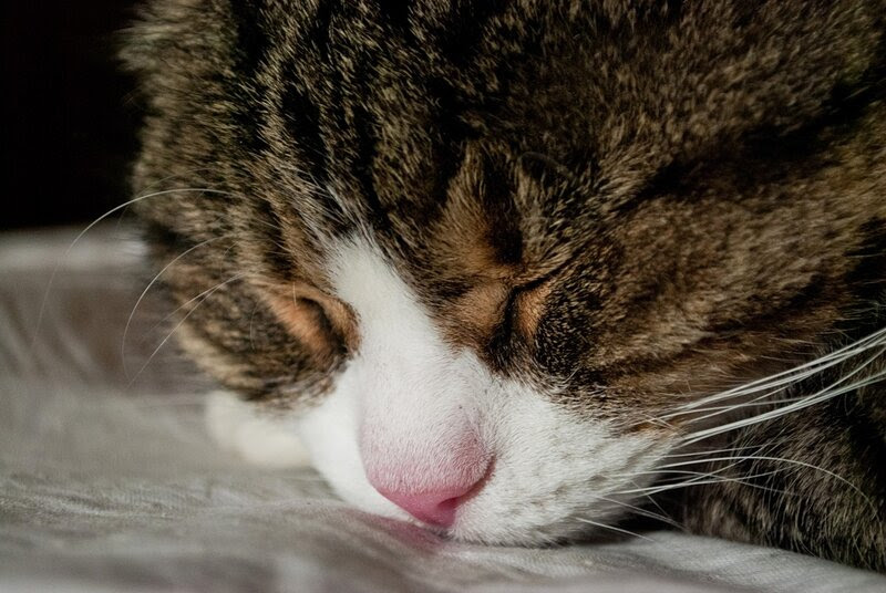 кошка