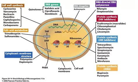 antibiotic work   molecular level quora