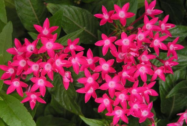 这种五角星花人见人爱 绝对是庭院花坛必选 每日头条